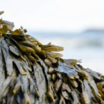 Marine Plants: 7 Proven Reasons Your Organic Skincare Routine Needs These Ocean Superfoods
