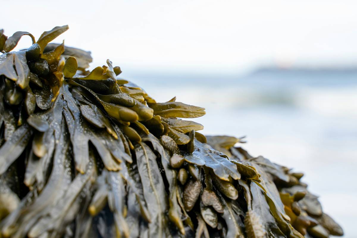 Marine Plants: 7 Proven Reasons Your Organic Skincare Routine Needs These Ocean Superfoods